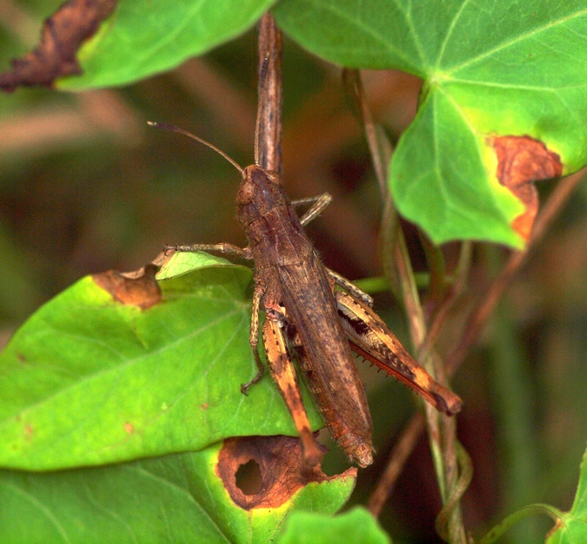 Acrididae da id.